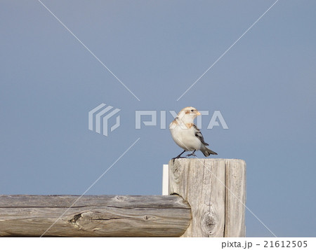 ユキホオジロ ユキホオジロ 21612505