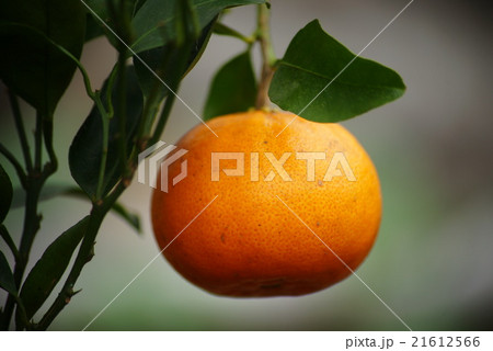 せとか せとか 21612566