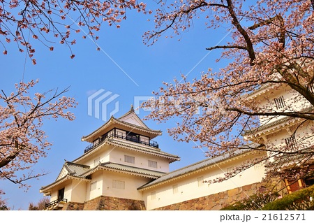 長岡城 長岡市悠久山公園の桜の写真素材