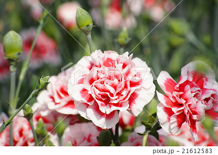 カーネーション カーネーション 21612583