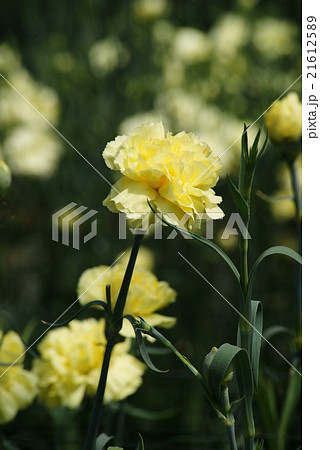 カーネーション 21612589