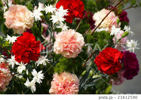 カーネーション 21612590