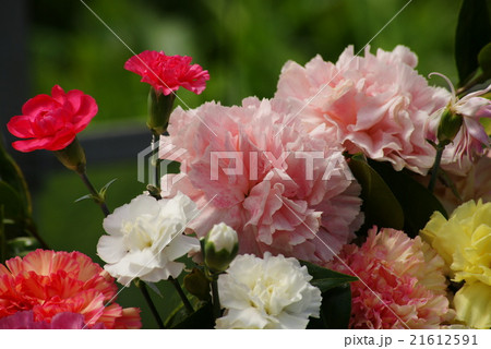 カーネーション 21612591