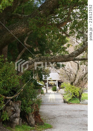 河津来宮神社 参道 21612592