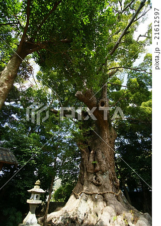 河津来宮神社の大楠 河津来宮神社の大楠 21612597