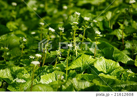 ワサビの花 21612608