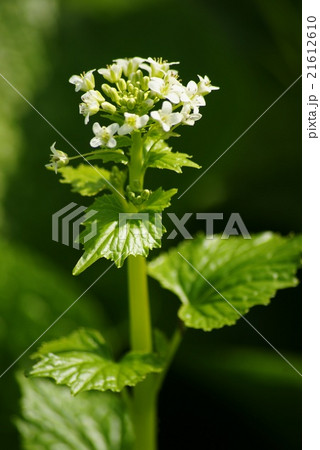 ワサビの花 21612610