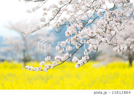 桜 21612864