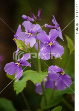 ハナダイコン 21613067