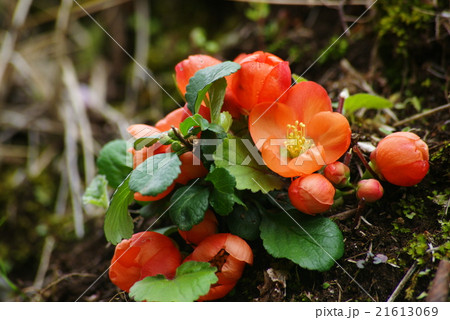 ボケの花 21613069