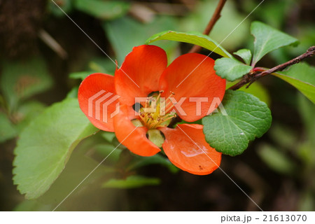 ボケの花 ボケの花 21613070