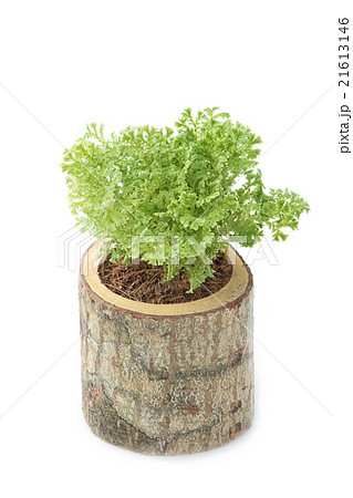 plant in pot Isolated on white background plant in pot Isolated on white background 21613146