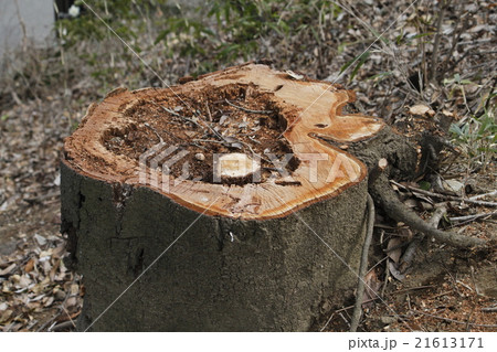 切り株 21613171