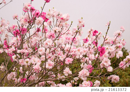 Spring Sakura Cherry blossoms, pink flowers. 21613372