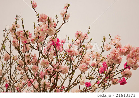 Spring Sakura Cherry blossoms, pink flowers. 21613373
