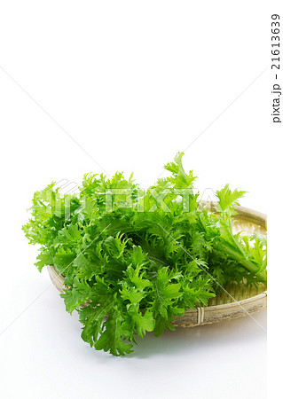 わさび菜4 21613639