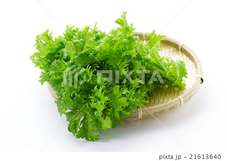 わさび菜5 21613640