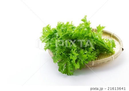 わさび菜6 わさび菜6 21613641