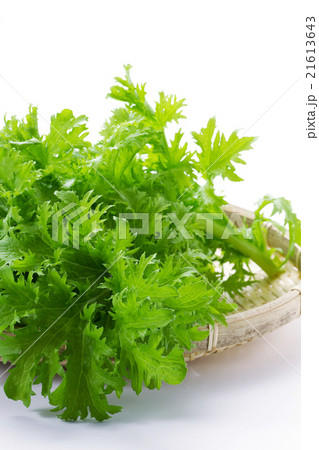 わさび菜8 21613643