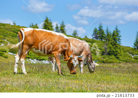 Cow grazing on a green meadow Cow grazing on a green meadow 21613733