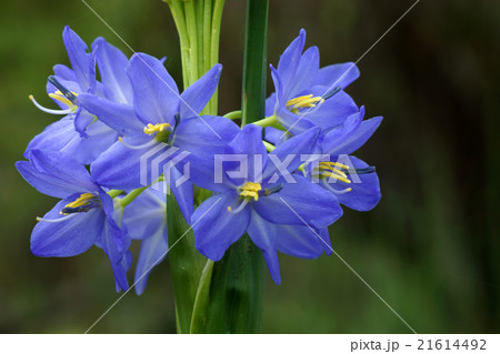 Light purple flowers of Monochoria elata Ridl. Light purple flowers of Monochoria elata Ridl. 21614492