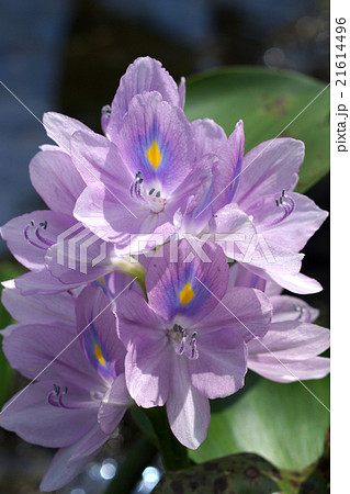 Purple water hyacinth flowers are blooming. Purple water hyacinth flowers are blooming. 21614496