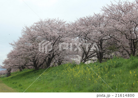 茨城県土浦市 桜川の桜の写真素材