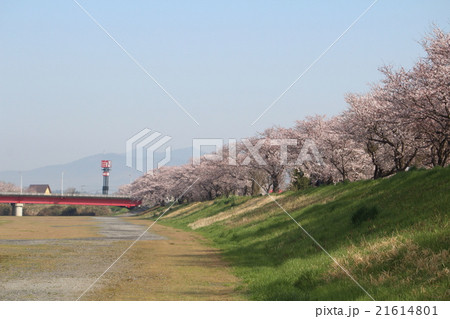 茨城県土浦市 桜川の桜 の写真素材
