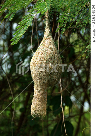bird nest at a branch of the tree bird nest at a branch of the tree 21614904