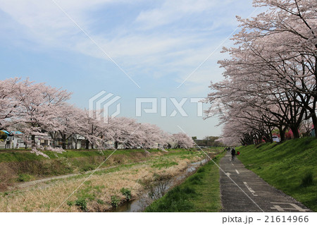 桜並木２ 21614966