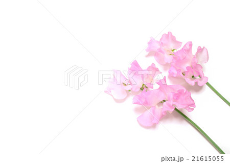 ピンクのスイートピーと白背景の写真素材