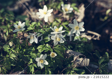 Anemone flowers in the springtime 21615222