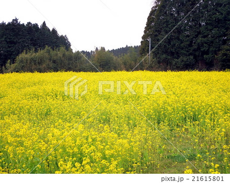 菜の花畑 菜の花畑 21615801
