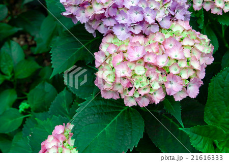 紫陽花 紫陽花 21616333