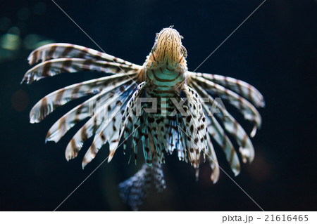 Zebra fish in water Zebra fish in water 21616465