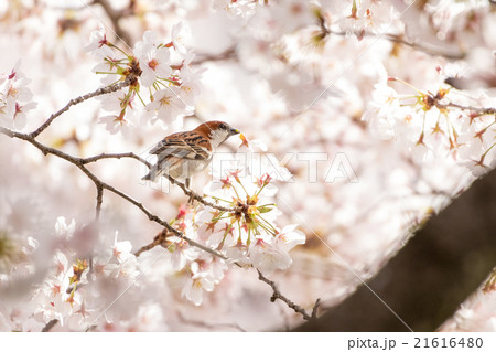 ニュウナイスズメの雄 21616480