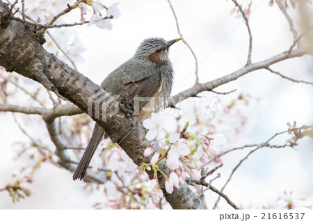 ヒヨドリと桜 ヒヨドリと桜 21616537