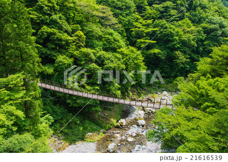 初夏の樅木吊り橋 初夏の樅木吊り橋 21616539