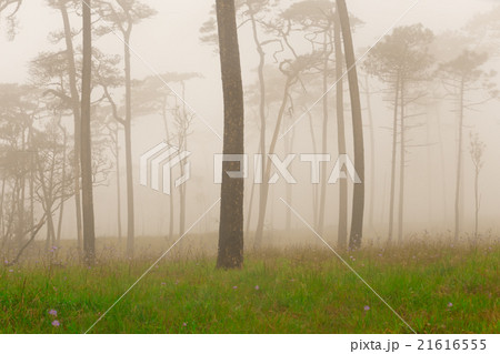 pine forest with mist 21616555