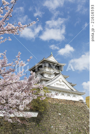 小倉城と桜 小倉城と桜 21616593