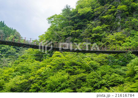 新緑の樅木吊り橋 新緑の樅木吊り橋 21616784