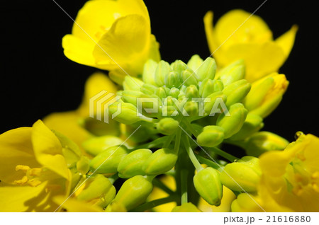 菜の花 菜の花 21616880
