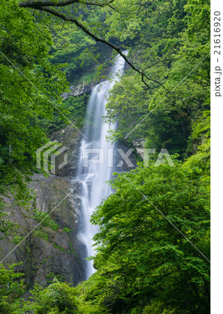 初夏の栴檀轟の滝 21616920