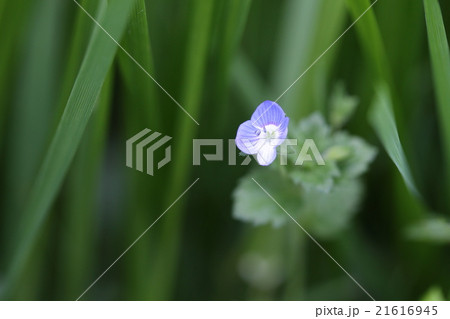 オオイヌノフグリ オオイヌノフグリ 21616945