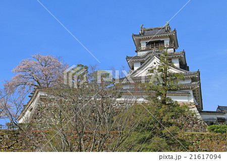 高知城と桜 21617094