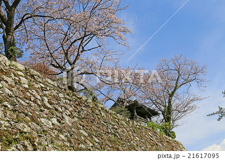 高知城内の桜 21617095