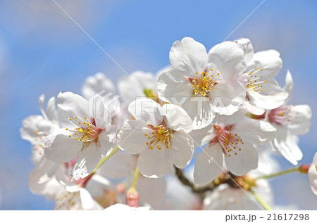 桜 桜 21617298