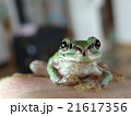 　かわいい蛙　　ニホンアマガエル　北海道の蛙 21617356