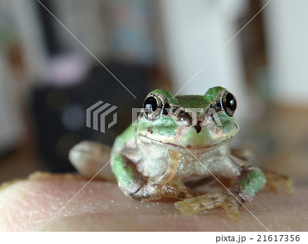 かわいい蛙 ニホンアマガエル 北海道の蛙の写真素材