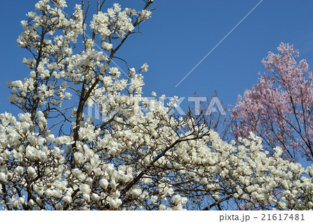 ハクモクレンとトウカイザクラ 21617481